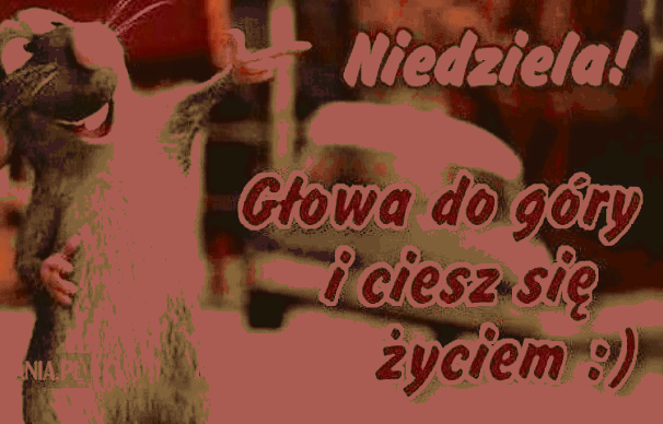 Myszka głowa do góry